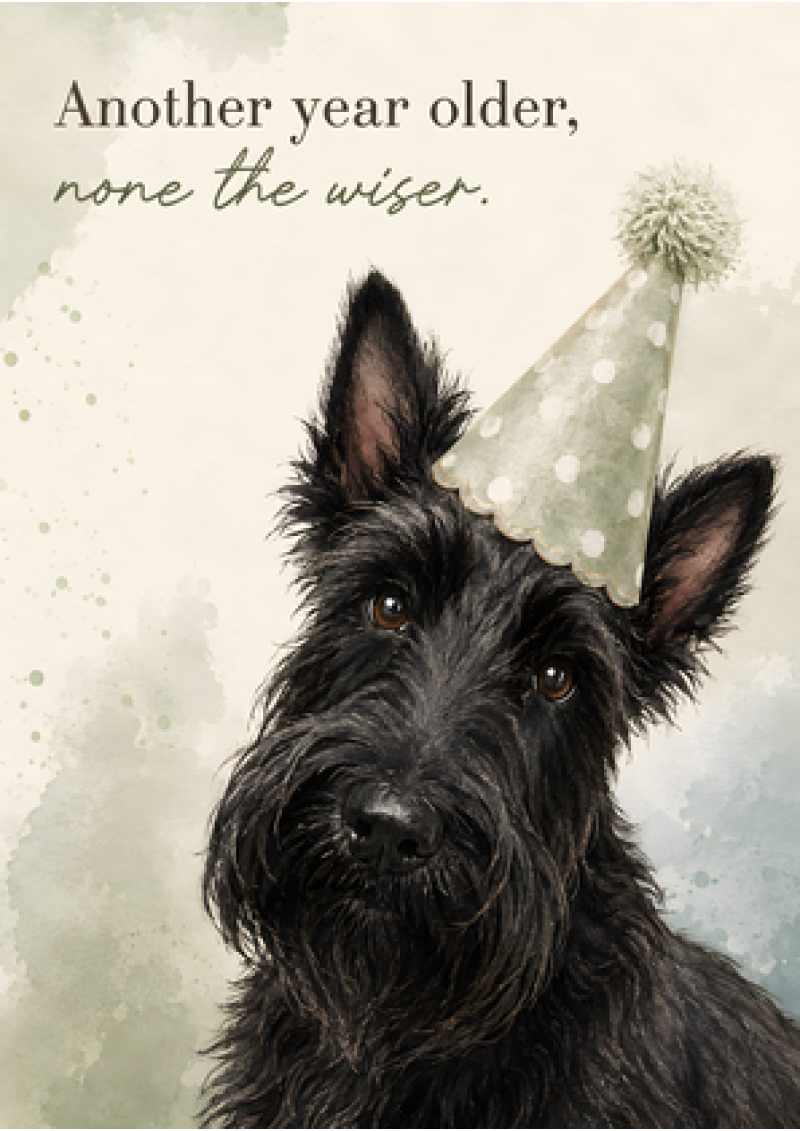 Another Year Older, None The Wiser (Scottie)