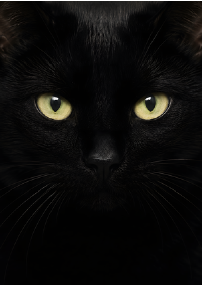 Black Cat Portrait