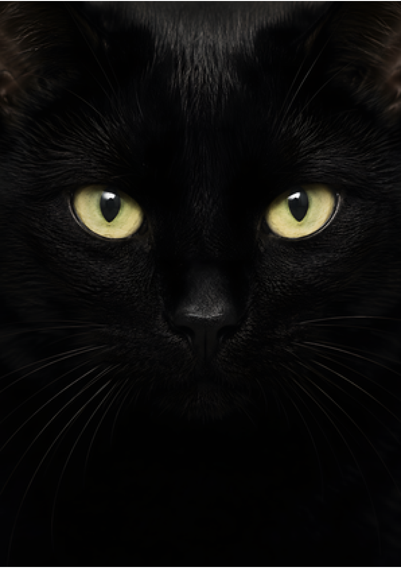 Black Cat Portrait