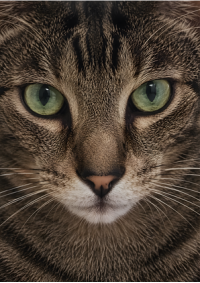 Tabby Cat Portrait