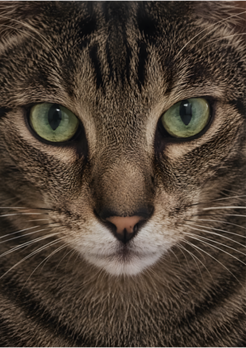Tabby Cat Portrait
