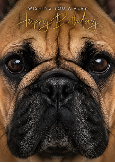 Happy Birthday - French Bulldog Close-Up
