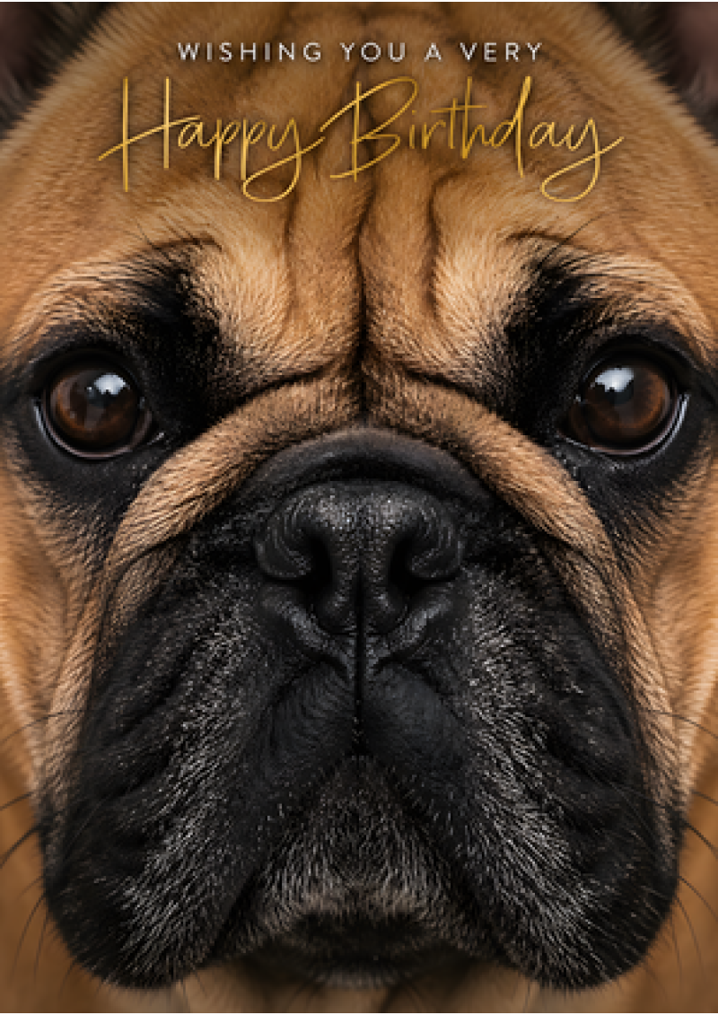Happy Birthday - French Bulldog Close-Up