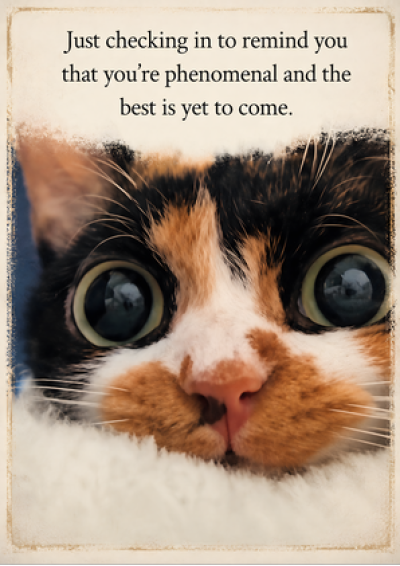 You're Phenomenal (Cat)